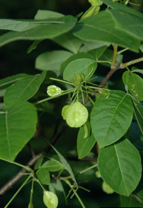 Hoptree, Wafer-Ash fruit